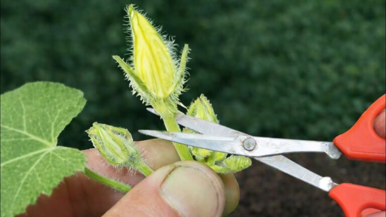 Increíble truco secreto… ¡Tus calabazas crecerán sin límites!