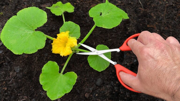 Nadie imaginaba tomates así… usando solo un truco olvidado del jardín!