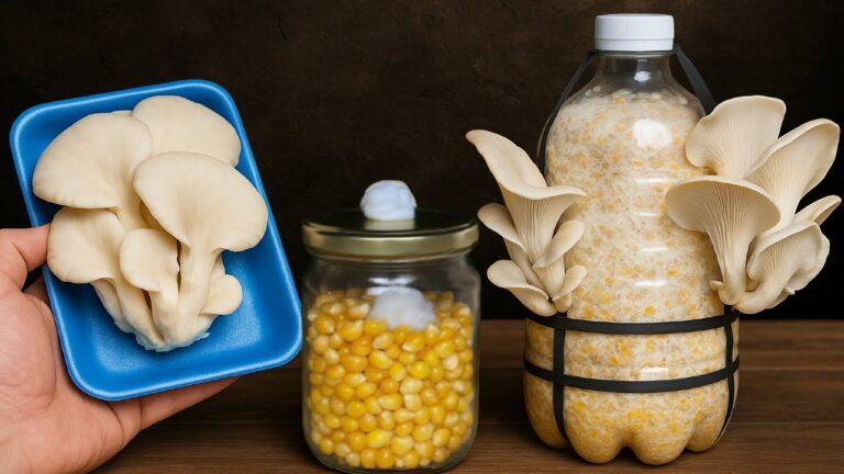 No creerás las setas que cosechas… usando solo una caja de cartón!