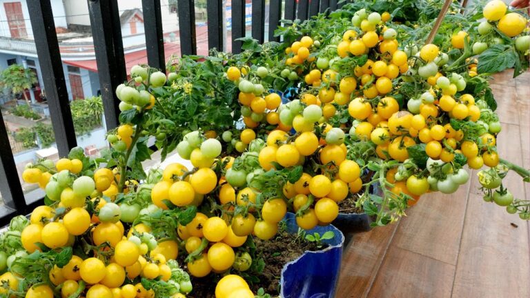 Plantas de interiores: 7 errores que estás cometiendo y que empeoran todo sin saberlo
