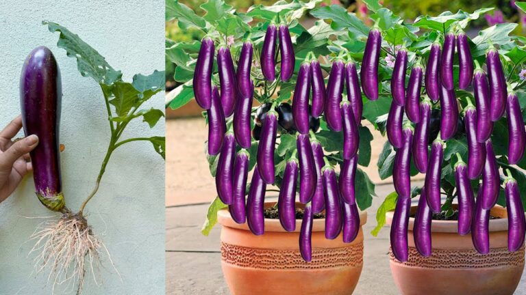 6 errores comunes en jardinería que empeoran tu huerto sin saberlo
