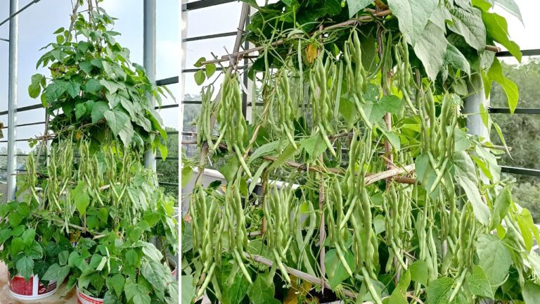 Plantas de interior: 7 cuidados que empeoran su crecimiento sin saberlo