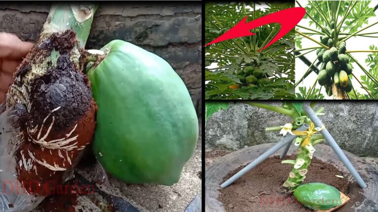 5 plantas del huerto que dañan tu salud sin saberlo