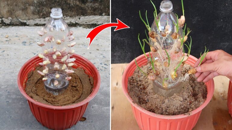 6 plantas que dañan tu jardín y que estás matando sin saberlo