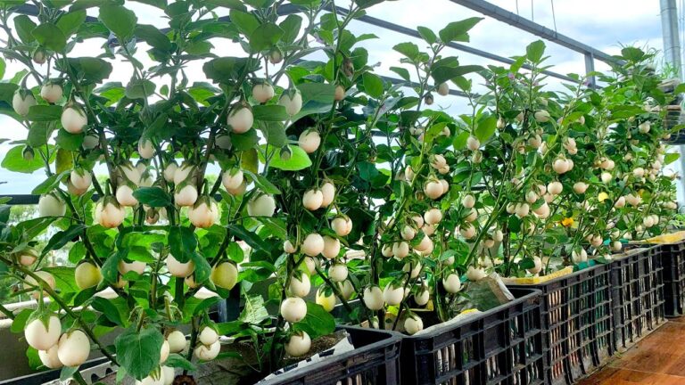 5 plantas que están arruinando tu huerto sin saberlo
