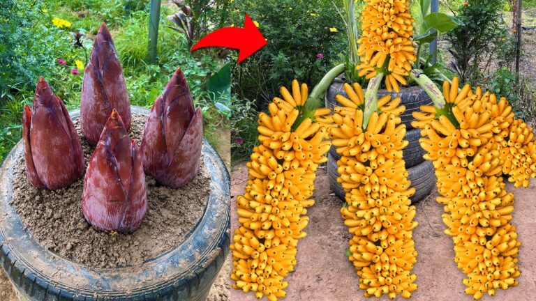 Jardinería: 7 errores que arruinan tu huerto sin saberlo