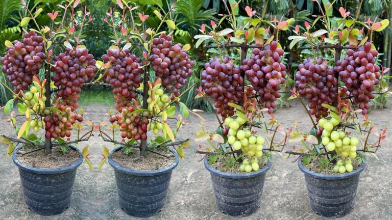 5 errores comunes en jardinería que empeoran tus plantas sin saberlo