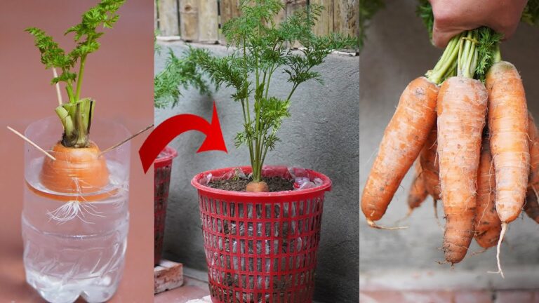 Remedios naturales: 7 errores que estás cometiendo y que empeoran tu bienestar sin saberlo