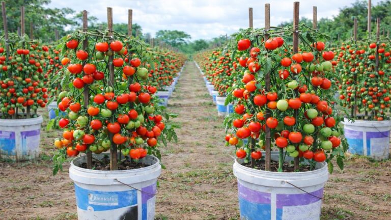 Errores en remedios naturales que empeoran tu piel sin saberlo