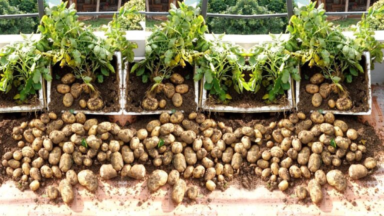 Errores en jardinería que arruinan tus plantas sin saberlo y cómo evitarlos