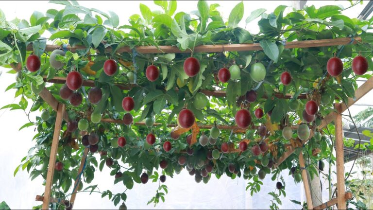 Errores de jardinería que empeoran tus plantas sin saberlo y que debes evitar