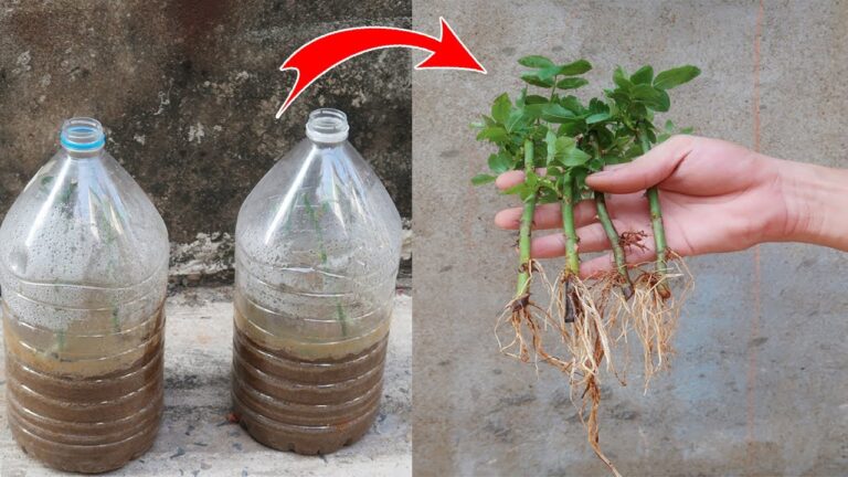 5 plantas de huerto que estás matando sin saberlo antes de que sea demasiado tarde