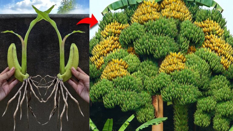 5 plantas de interior que empeoran el aire de tu hogar sin saberlo