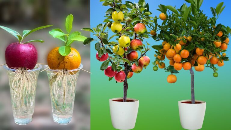 5 errores en jardinería que empeoran tus plantas sin saberlo