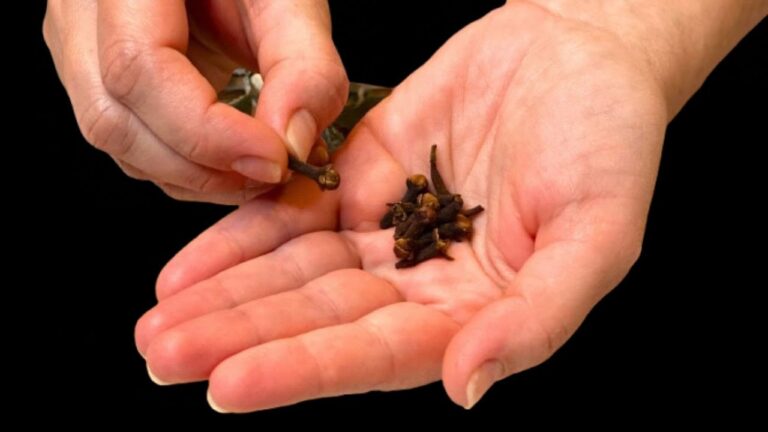 5 errores en jardinería que empeoran tus plantas sin saberlo