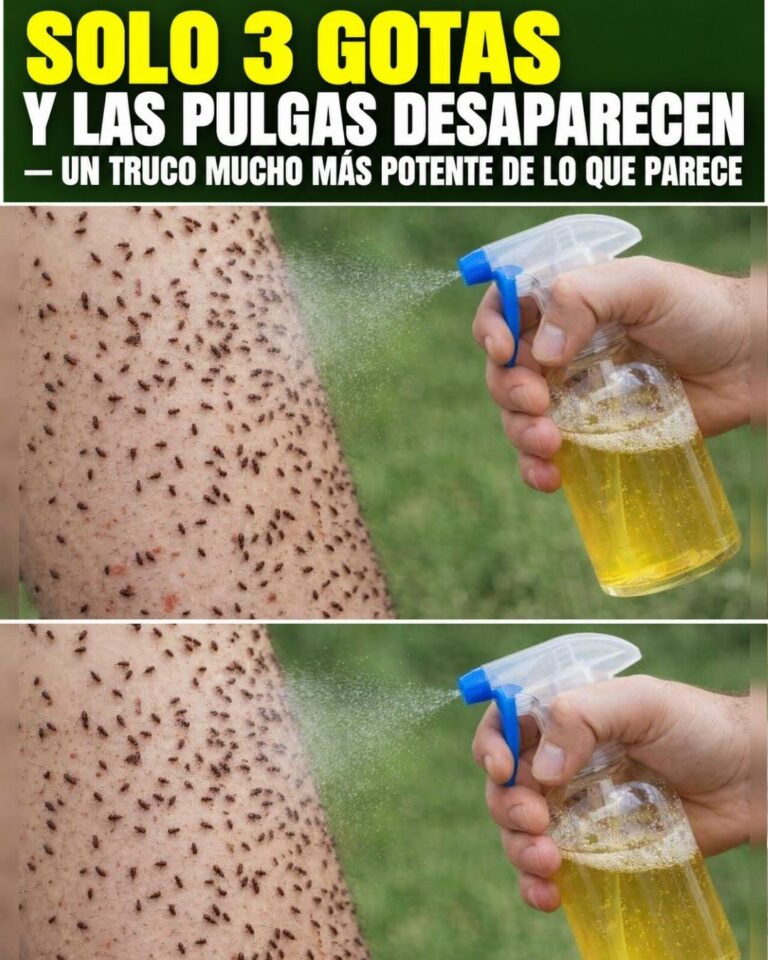 Solo 3 gotas y las pulgas desaparecen — un truco mucho más potente de lo que parece