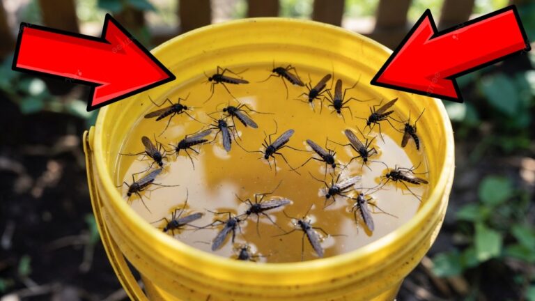 Haz esta trampa de una vez por todas y no vuelvas a preocuparte por los mosquitos.